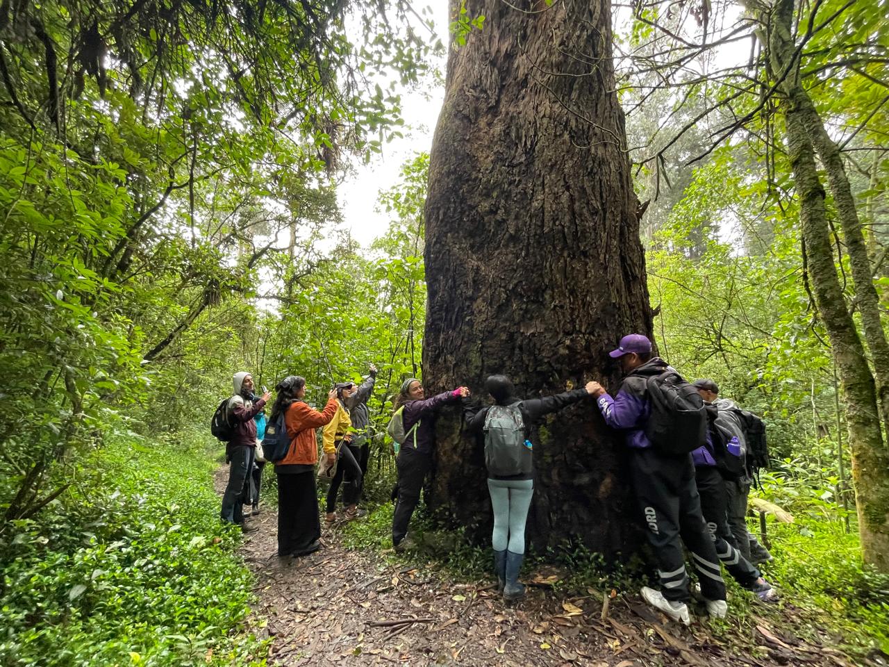 Grupo abrazando un árbol ancestral en el bosque